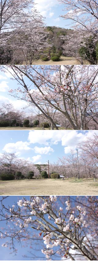 Hanami at Mino Park