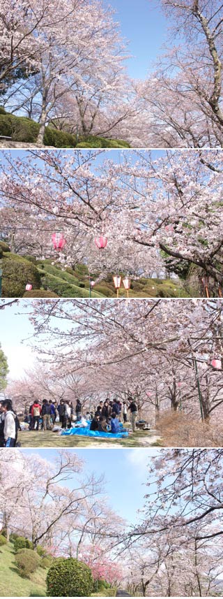 Hanami at Handayama park