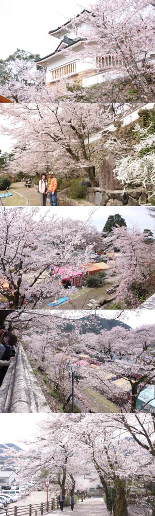 Hanami at Mino Ogura Park