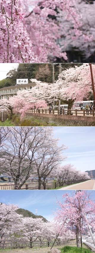 Hanami at North side of Mino Bridge