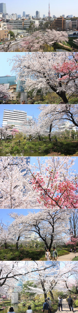 Sakura at Mori Garden
