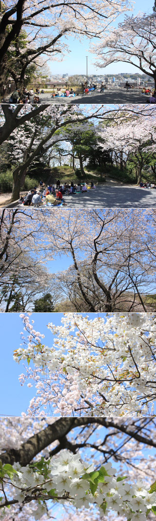 Hanami at Gumyouji Park