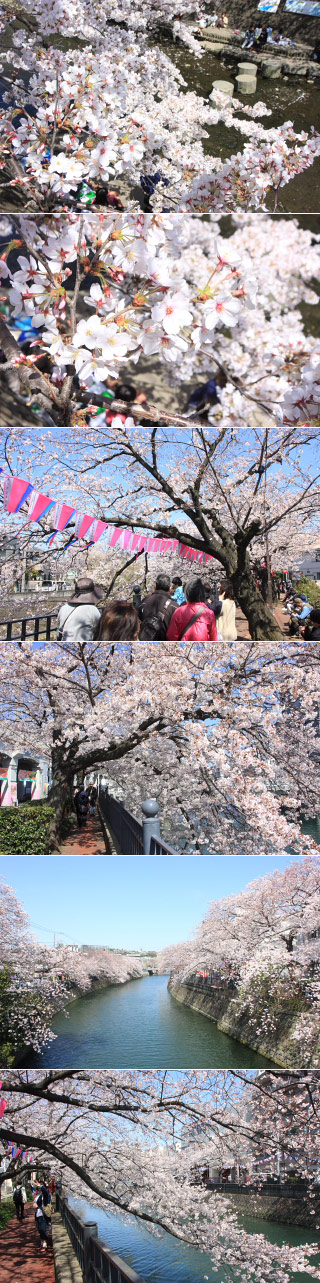 Ohoka River Promenade