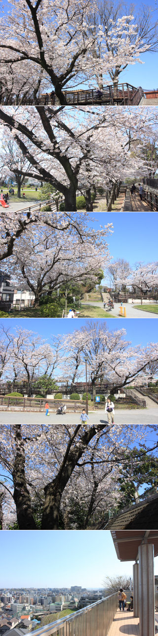 Hanami at Nogeyama Park