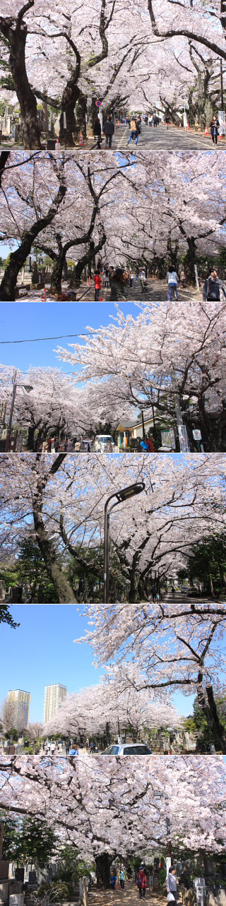 Sakura of Yanaka Cemetery