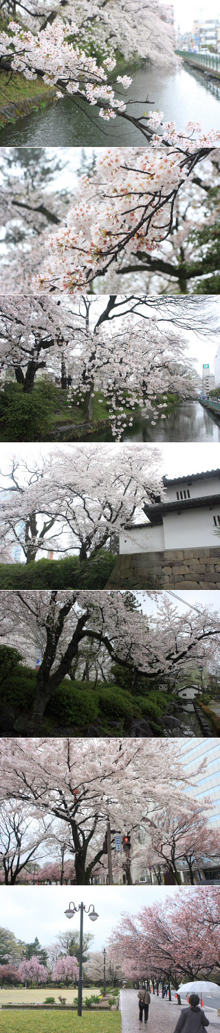 Takasaki Castle Sakura