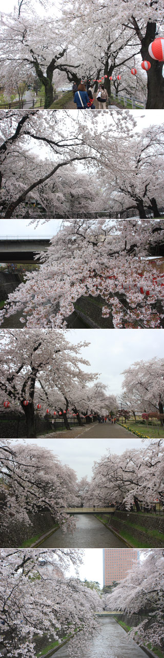 Hanami at Maebashi Park