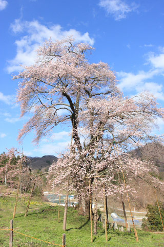 Akiyama Koma Zakura