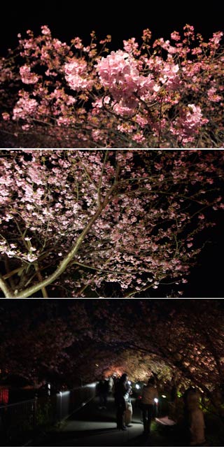 Kawazu Sakura at Night