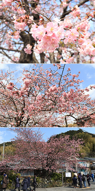 Original Kawazu Sakura