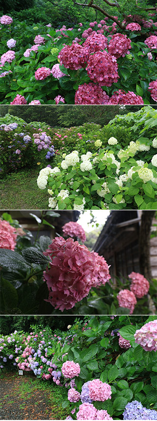 Hydrangea at Okaneke
