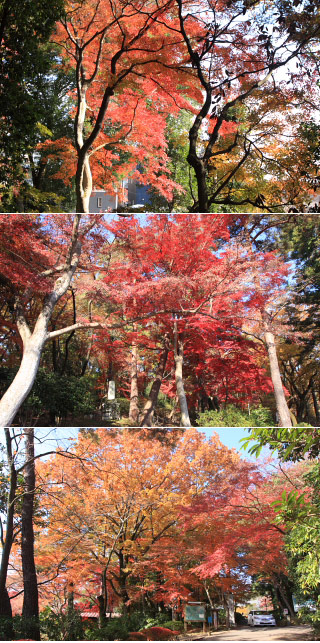 Mt. Tenran Koyo