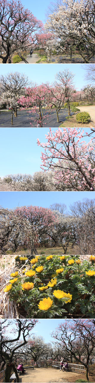 Bairin of Kawaguchi Green Center