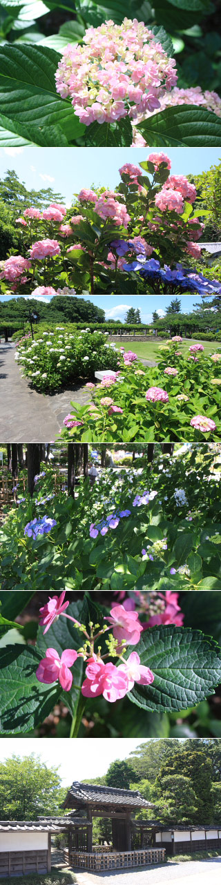 Ajisai at Tamashiki Park
