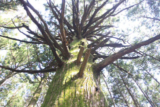 Giant Cedar of 32 Station