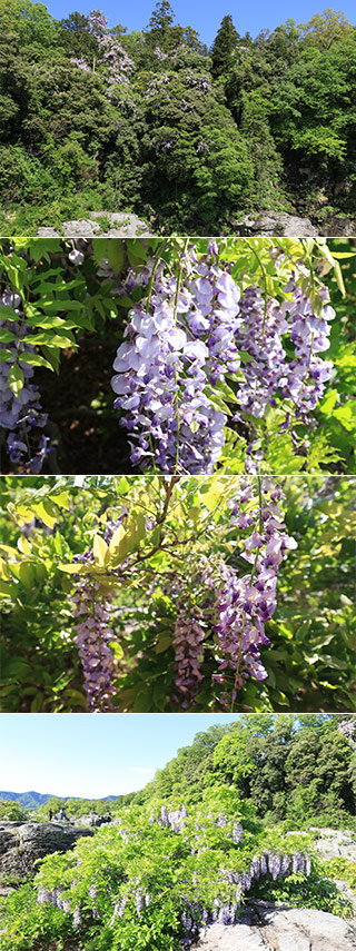 Nagatoro Wisteria Festival