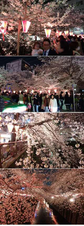 Hanami at Meguro River