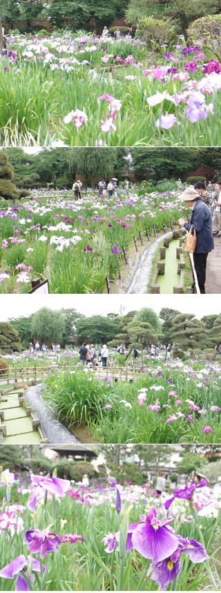 Horikiri Iris Garden