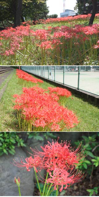 Higanbana in Hibiya Park