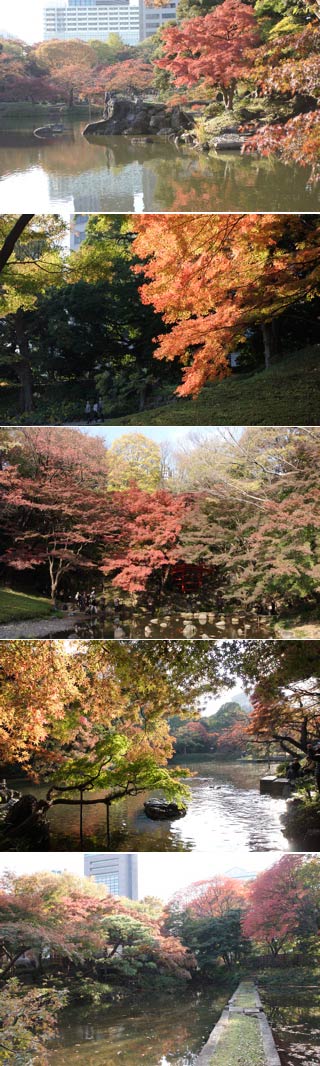 Koyo at Koishikawa Korakuen 