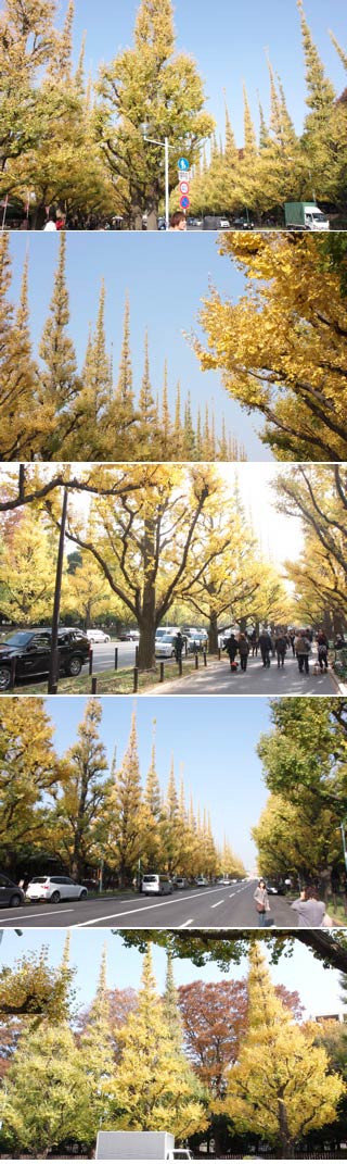 The Gingko Avenue of Jingugaien