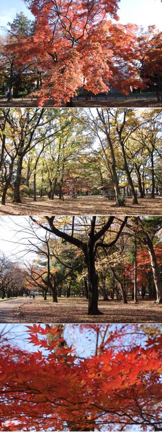 Koyo in Koganei Park