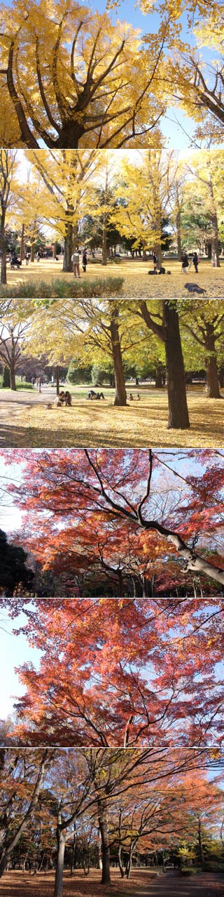 代々木公園の紅葉