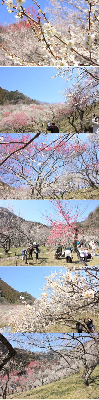 Kogesawa Bairin