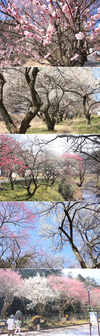 Takao Bairin promenade