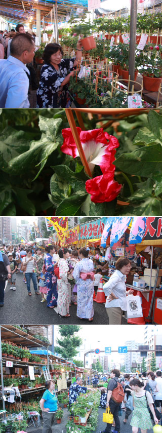 Iriya Asagao Matsuri