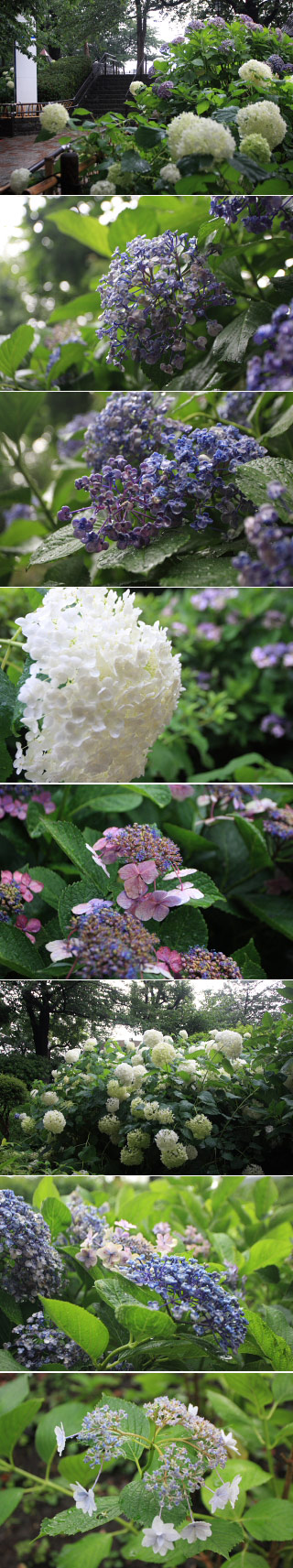 Ajisai at Sumida Park