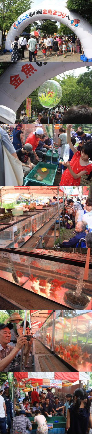 Edogawaku Gold Fish Matsuri