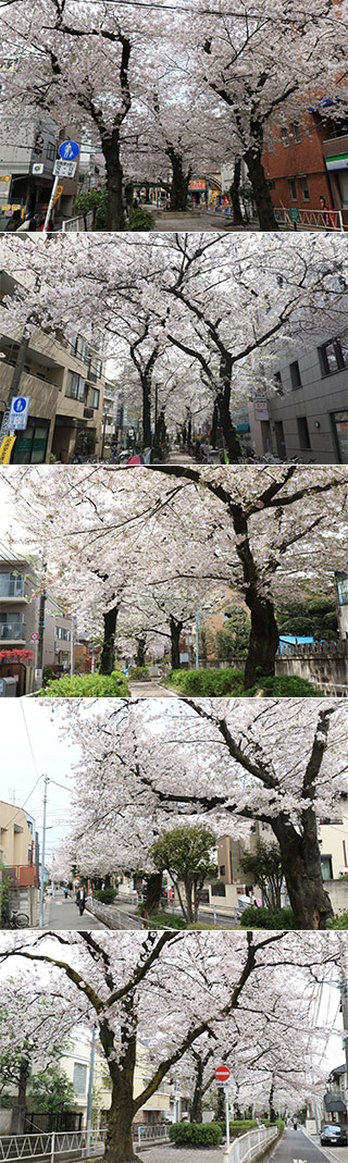 NomikawaRiversideWalk Sakura