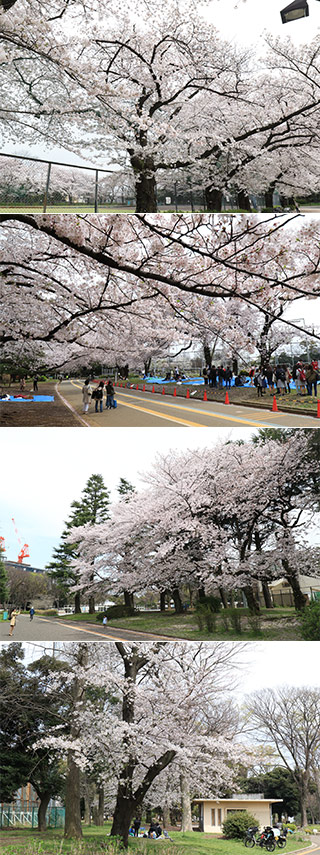 駒沢オリンピック公園で花見