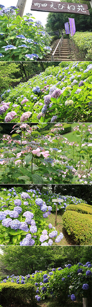 Machida Ebine Garden
