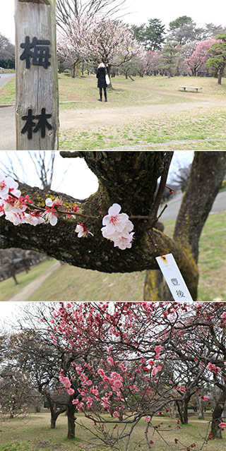 Plum at Koganei Park