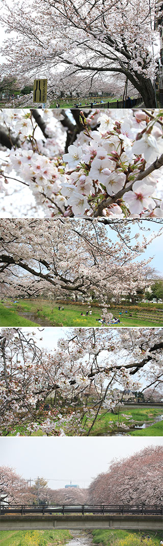 野川の桜