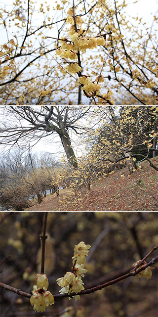 The wintersweets at Mt. Haguro