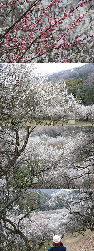 Seikeien Garden