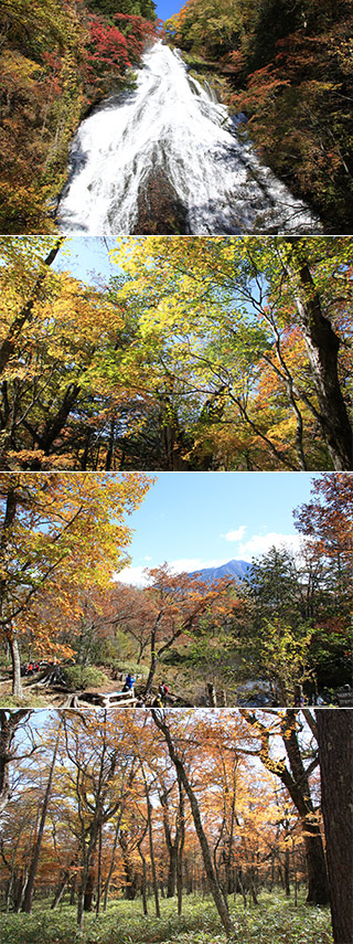Koyo at Senjogahara