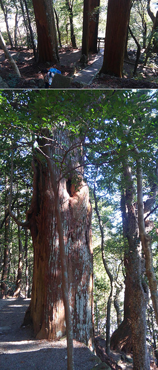 Nonaka Ippo Cedar