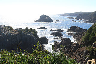 海金剛