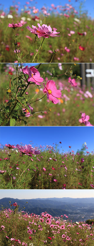Washigamine Cosmos park