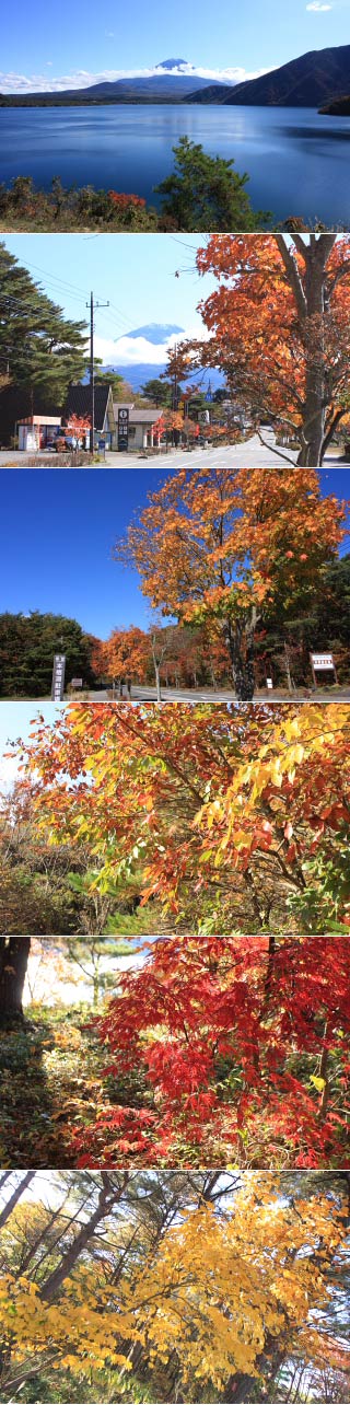 本栖湖紅葉