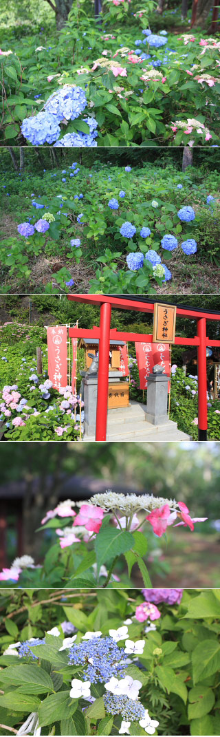Ajisai at Mt Tenjo