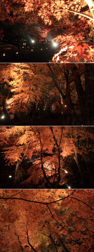 Lit-up for Momiji Tonnel