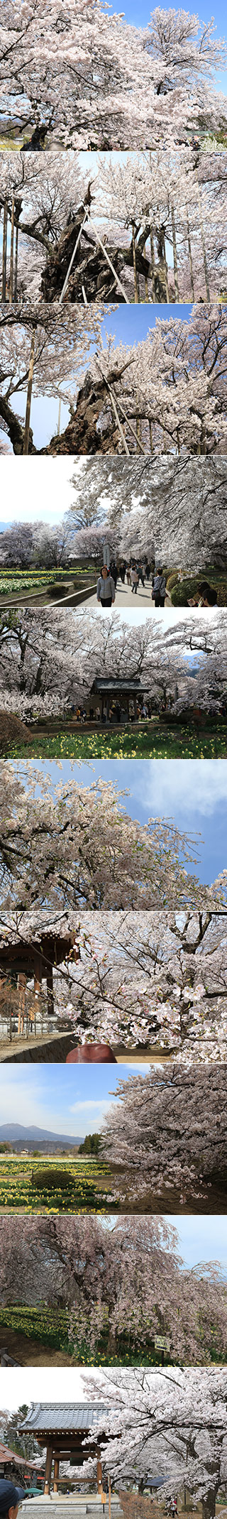 Sakura at Jissoji