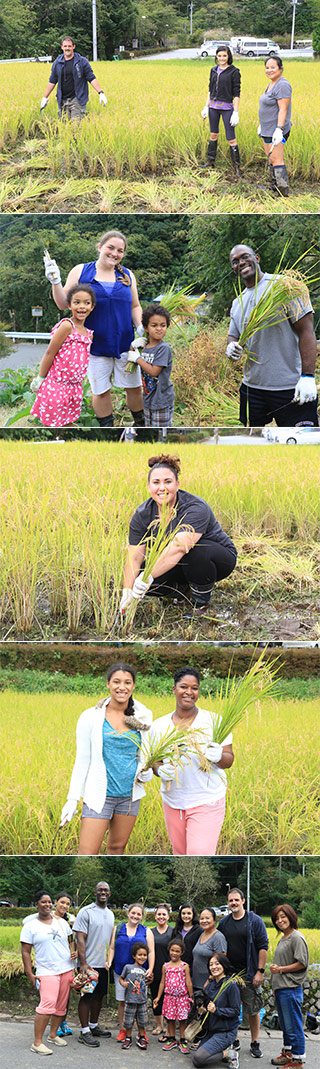 Rice Harvesting at Masutomi