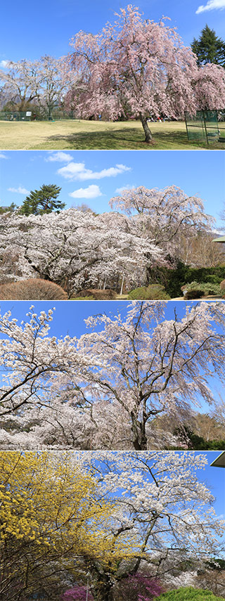 Sakura at Fuji View Hotel
