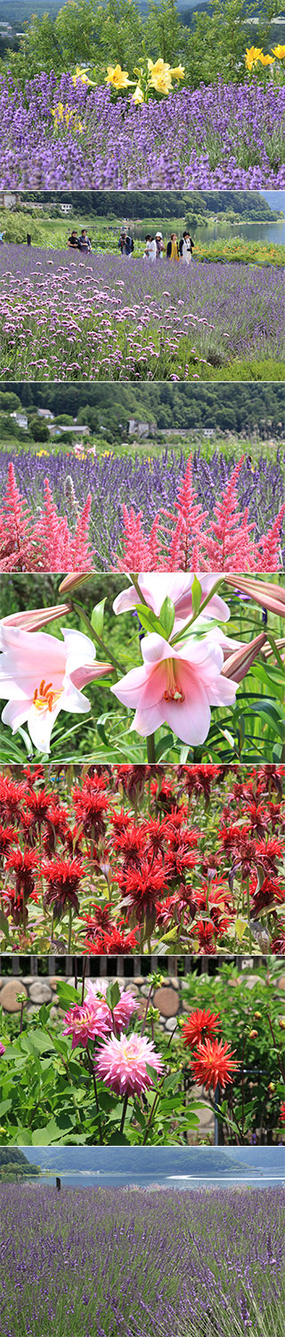 Kawaguchiko Herbs Festival